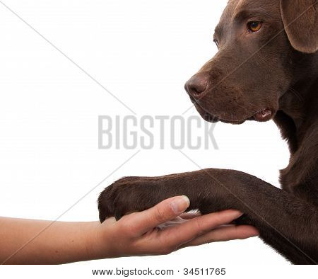 ตีนหมาและมือมนุษย์ทำการ Handshake