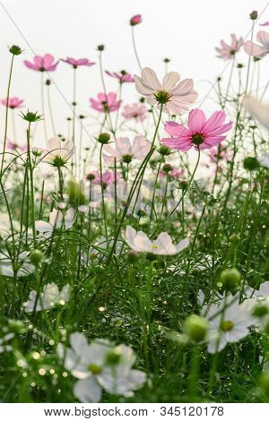Low Angle View Of Beautiful Daisy Or Cosmos Bipinnata Cav Vertical Composition