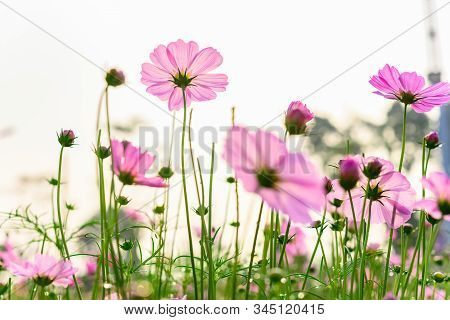 Low Angle View Of Beautiful Daisy Or Cosmos Bipinnata Cav