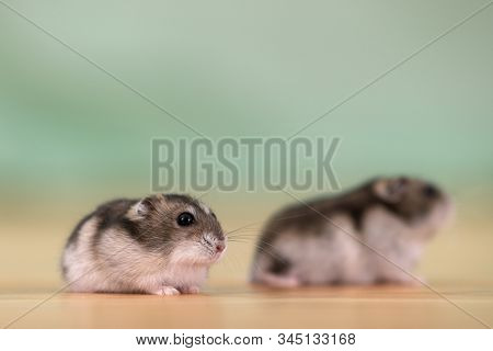 Closeup Of Two Small Funny Miniature Jungar Hamsters Sitting On A Floor. Fluffy And Cute Dzhungar Ra
