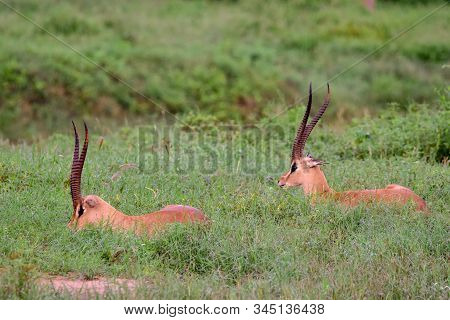 Antelopes In The National Park Tsavo East, Tsavo West And Amboseli In Kenya