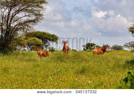 Antelopes In The National Park Tsavo East, Tsavo West And Amboseli In Kenya