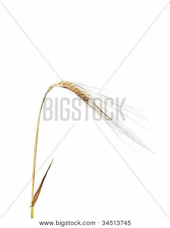 Byg (hordeum Vulgare)