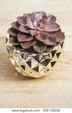 Echeveria Lilacina Plant In A Little Golden Pot.