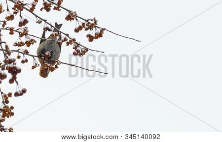The Pine Grosbeak On A Wild Apple Tree In Winter, Place For Text.