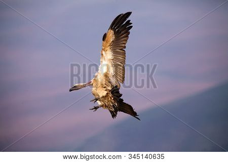 The Cape Griffon Or Cape Vulture (gyps Coprotheres) Landing On The Rock.a Large African Vulture Land