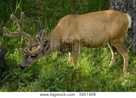 buck Whitetail