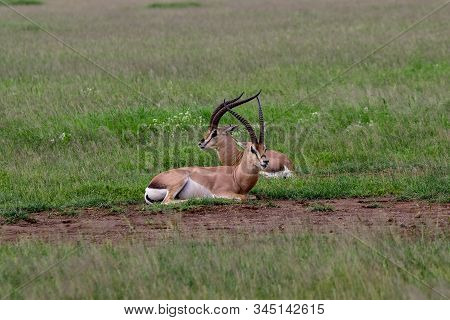 Antelopes In The National Park Tsavo East, Tsavo West And Amboseli In Kenya