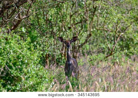 Antelopes In The National Park Tsavo East, Tsavo West And Amboseli In Kenya