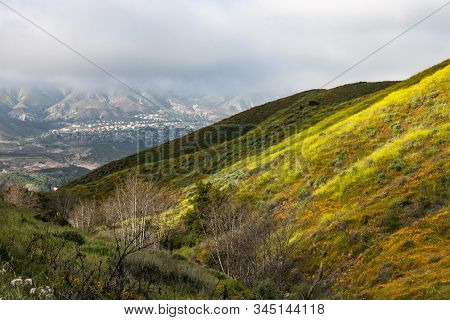 Bright Orange Vibrant Vivid Golden California Poppies, Seasonal Spring Native Plants Wildflowers In 