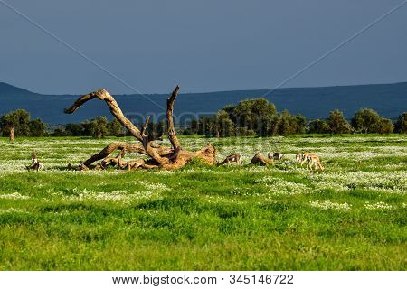 Antelopes In The National Park Tsavo East, Tsavo West And Amboseli In Kenya