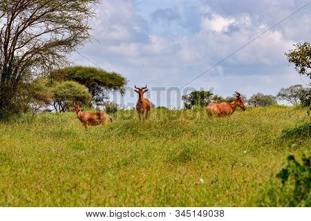 Antelopes In The National Park Tsavo East, Tsavo West And Amboseli In Kenya