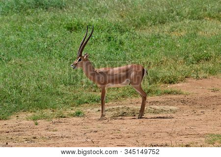 Antelopes In The National Park Tsavo East, Tsavo West And Amboseli In Kenya