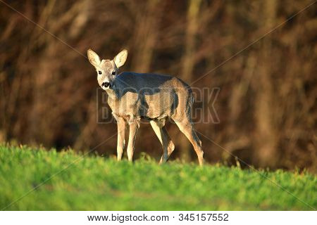 Portrait Of Young Small Roedeer Grazing The Grass On The Field Horizon Meadow