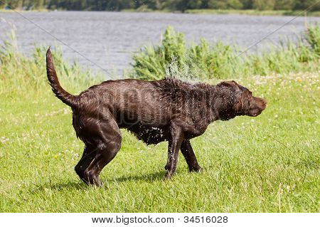 Velmi vlhký hnědý Labrador je setřásl přebytečnou vodu z jeho srst