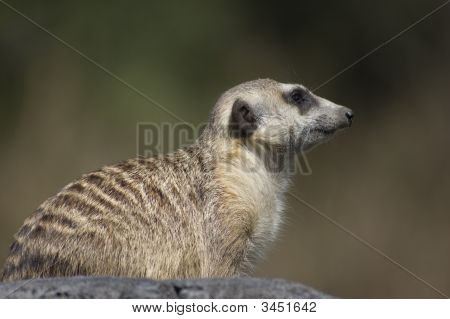 Meerkat