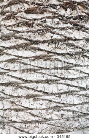 Palm Trunk baggrund