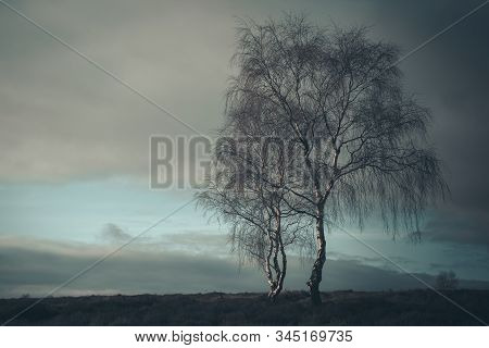 Dramatic Moody Shot Of A Lone Silverbirch Tree Against A Cloudy Sky