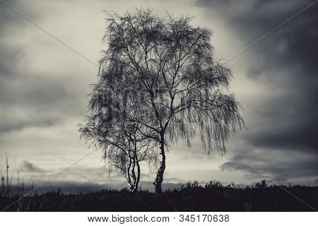 Dramatic Moody Shot Of A Lone Silverbirch Tree Against A Cloudy Sky