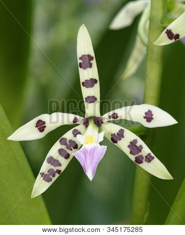 Prism-shaped Seedpod Prosthechea - Prosthechea Prismatocarpa 
From Costa Rica & Panama Cloud Forests
