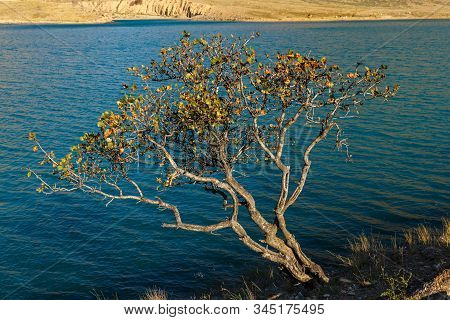 Lonely Tree On The Bank, Naryn River, The Naryn River In The Tian Shan Mountains, Kyrgyzstan.