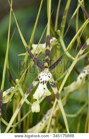 Brassia Hybrid Orchid