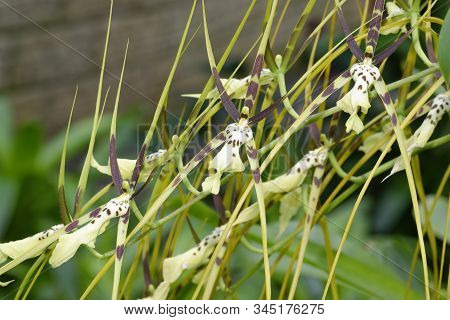 Brassia Hybrid Orchid