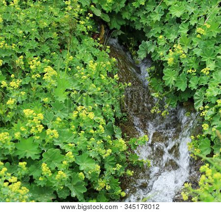 Organic Alchemilla Vulgaris Side Of Creek On Mountains