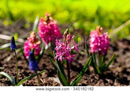 Beautiful Pink Hyacinth Flowers In The Spring Garden.colorful Hyacinthus Blossoms In Spring Garden O