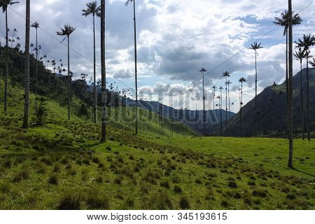 Cocora Valley, Which Is Nestled Between The Mountains Of The Cordillera Central In Colombia.