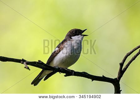 European Pied Flycatcher Male Singing On Branch Of Birch Tree. Cute Black White Common Park Songbird
