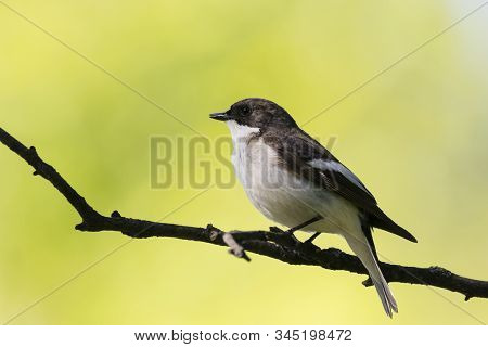 European Pied Flycatcher Male Singing On Branch Of Birch Tree. Cute Black White Common Park Songbird