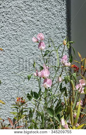 Milkweed Flowers And Plants Growing With Sweet Pea Vines And Flowers