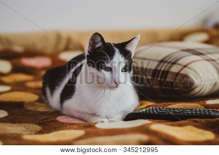 Black And White Cat With Green Eyes Watching Tv