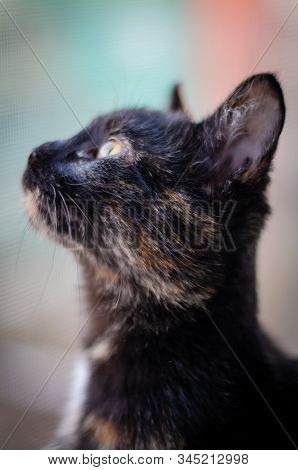 Tortie Kitten Paying Attention At Flying Birds