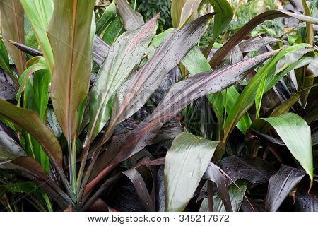 Mixed Color Of Ti-plant Black Magic, A Tropical Plant