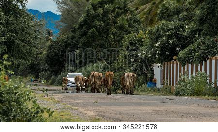 Herd Of Cows Walking Down The Road  And Approaching A Car In Pak Nam Pran, Thailand
