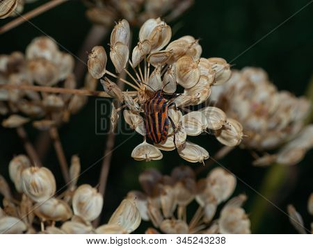 Black Striped Shield Bug On Plant