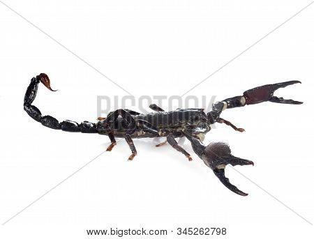 Heterometrus Spinifer In Front Of White Background