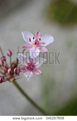Flowering Rush - Latin Name - Butomus Umbellatus