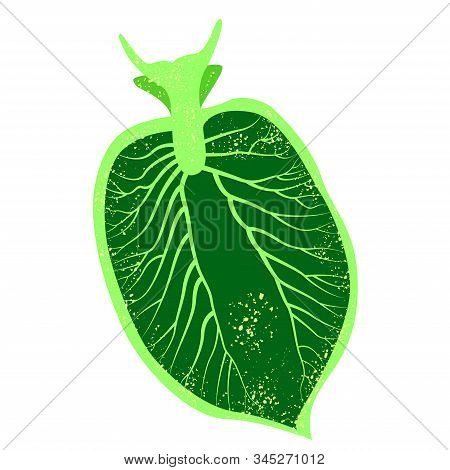 Elysia Chlorotica. Eastern Emerald Elysia. Green Sea Slug, Marine Gastropod Mollusc. Vector Illustra