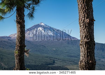 Peak Of Mount Teide Seen Through Pine Trees From Mirador De Chipeque - One Of The Viewpoints Along T