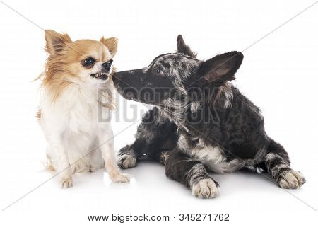 Puppy Mudi And Chihuahua In Front Of White Background