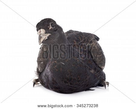 Tenebrosus Pheasant In Front Of White Background