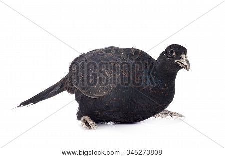 Tenebrosus Pheasant In Front Of White Background