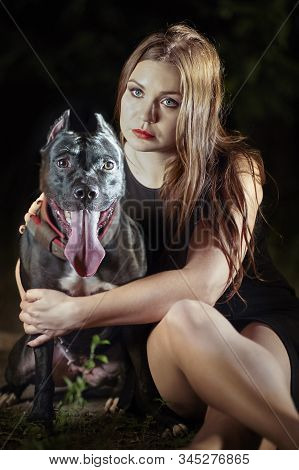 Black Dog Of American Pitbull Terrier Breed, With Attentive Look, Opened Mouth With Long Tongue, Old