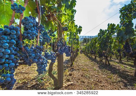 Ripe Red Wine Grapes On Vines At Picerno Basilicata Italy