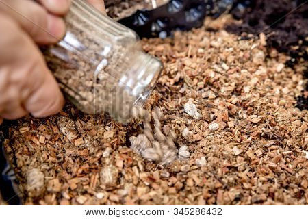 Work On A Mushroom Farm, Inoculated Pellets Pouring In Organic Substrate, Details Of Fungiculture