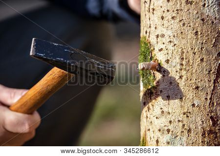Beech Tree Stub As Growth Medium For Gourmet Mushrooms, Details Of Inoculation And Fruiting, Fungicu