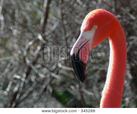 Flamingo Portrait